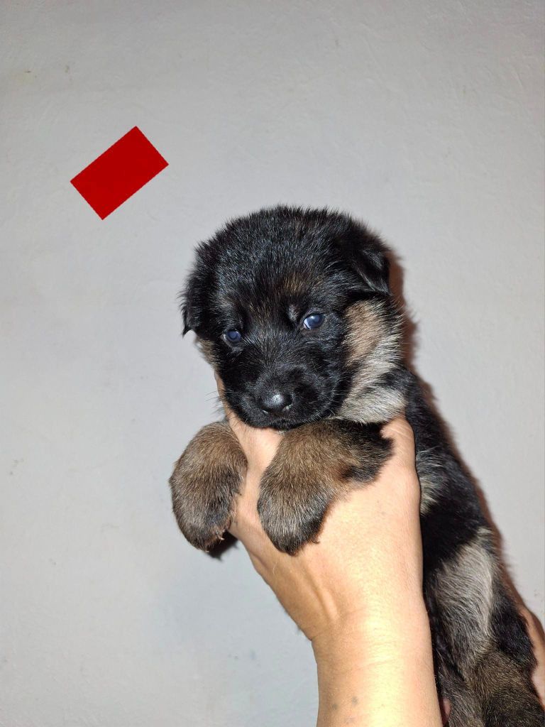 des flammes du mal - Chiot disponible  - Berger Allemand