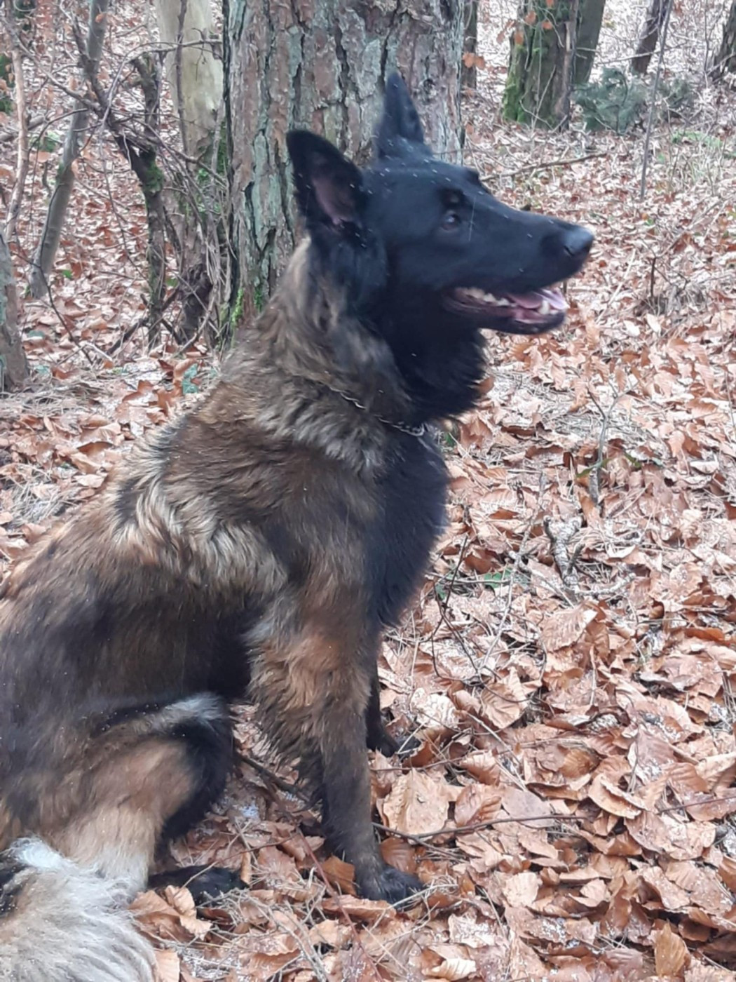 Venusia des flammes du mal