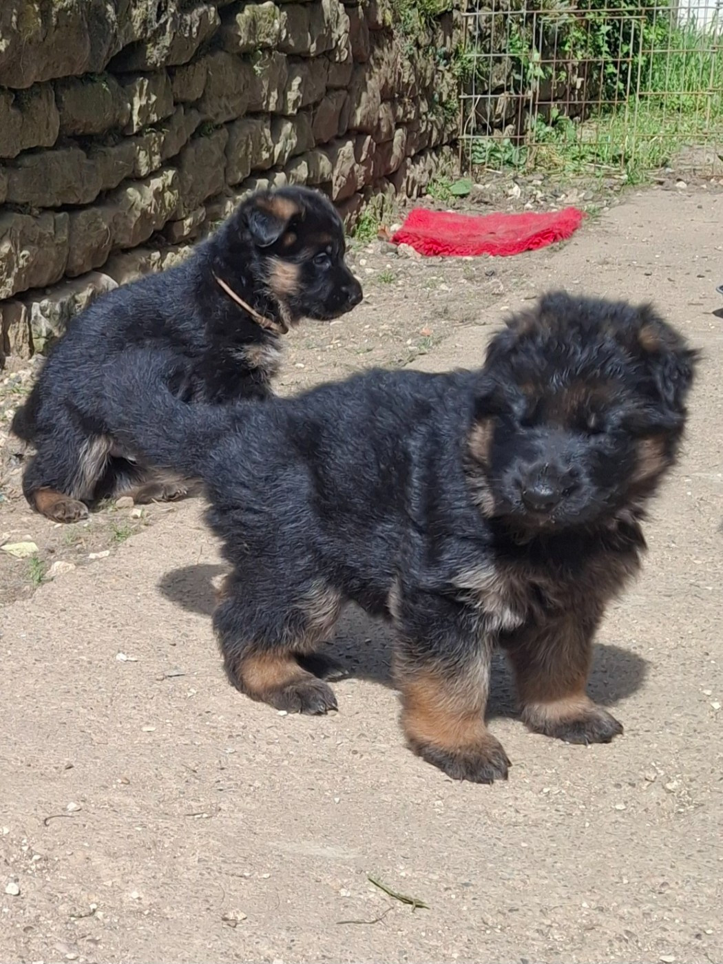 Chiot à réserver