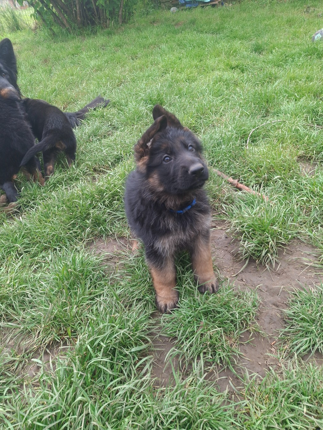 Chiot disponible