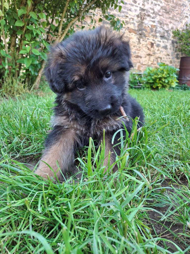 A réservez superbes chiots