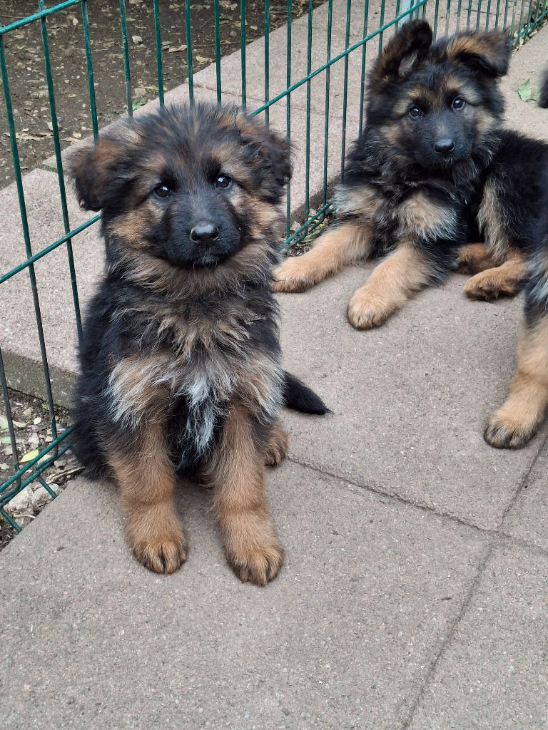 des flammes du mal - Chiots disponibles - Berger Allemand Poil Long