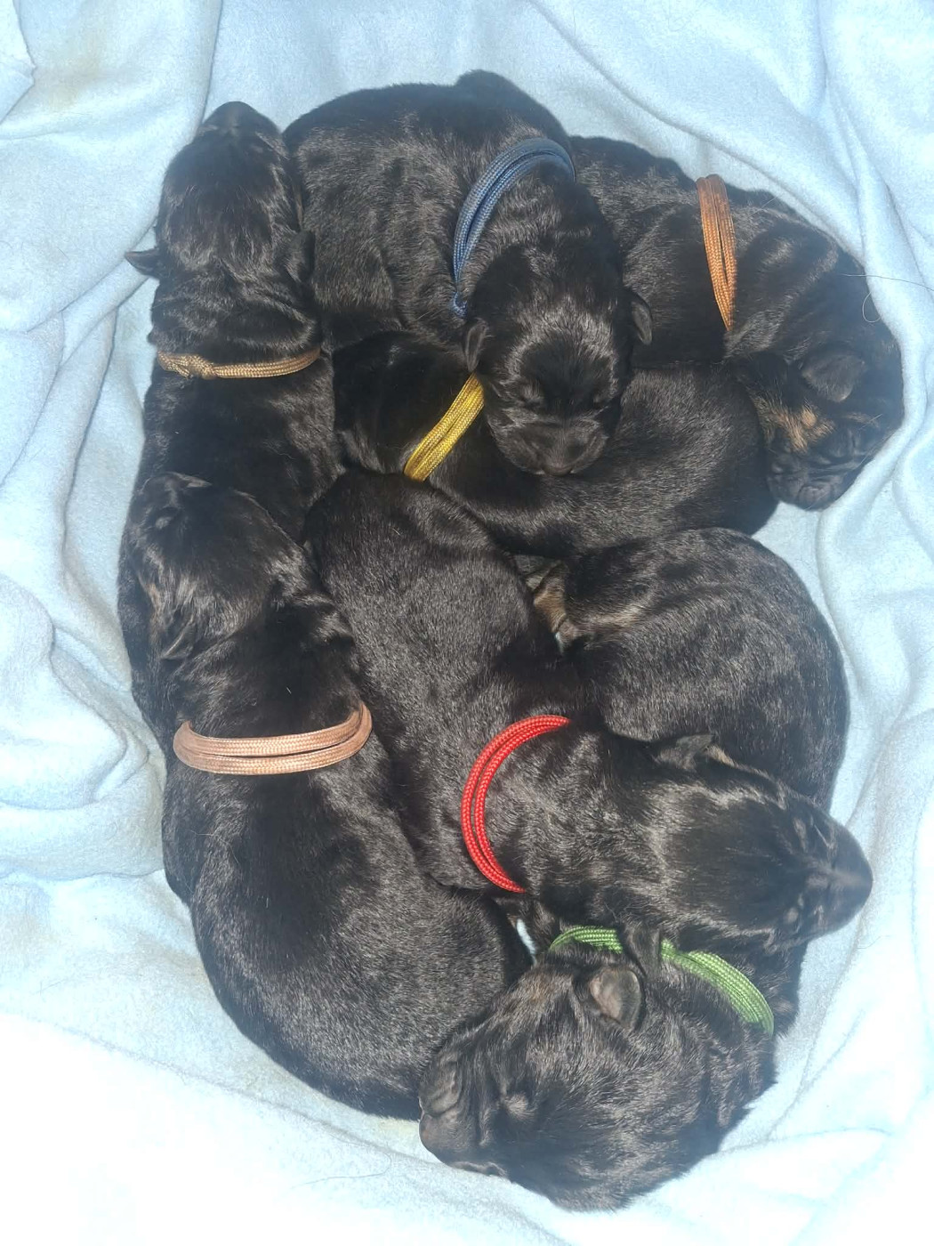 Chiot Berger Allemand des flammes du mal