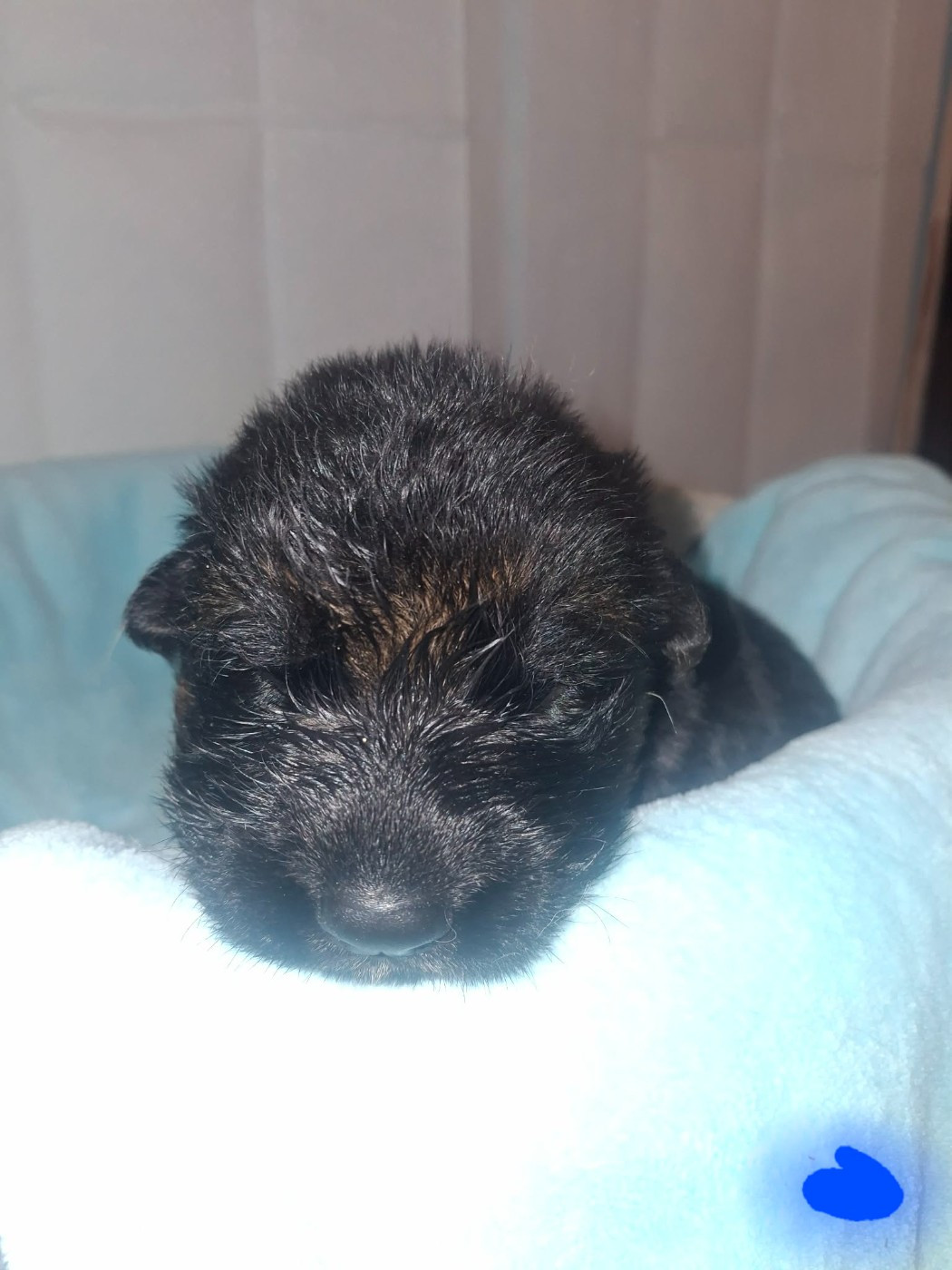 des flammes du mal - Chiots disponibles - Berger Allemand