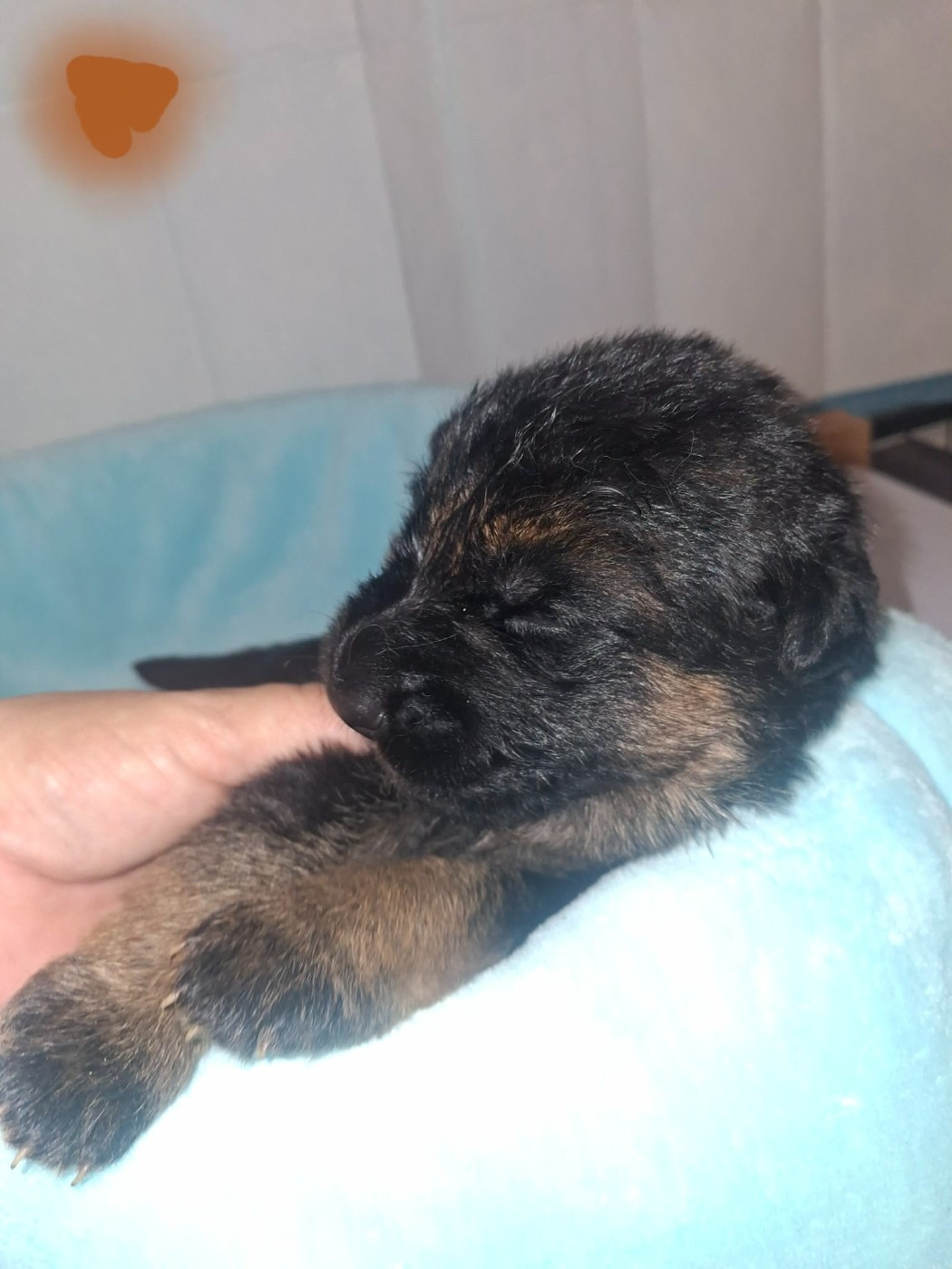 des flammes du mal - Chiots disponibles - Berger Allemand