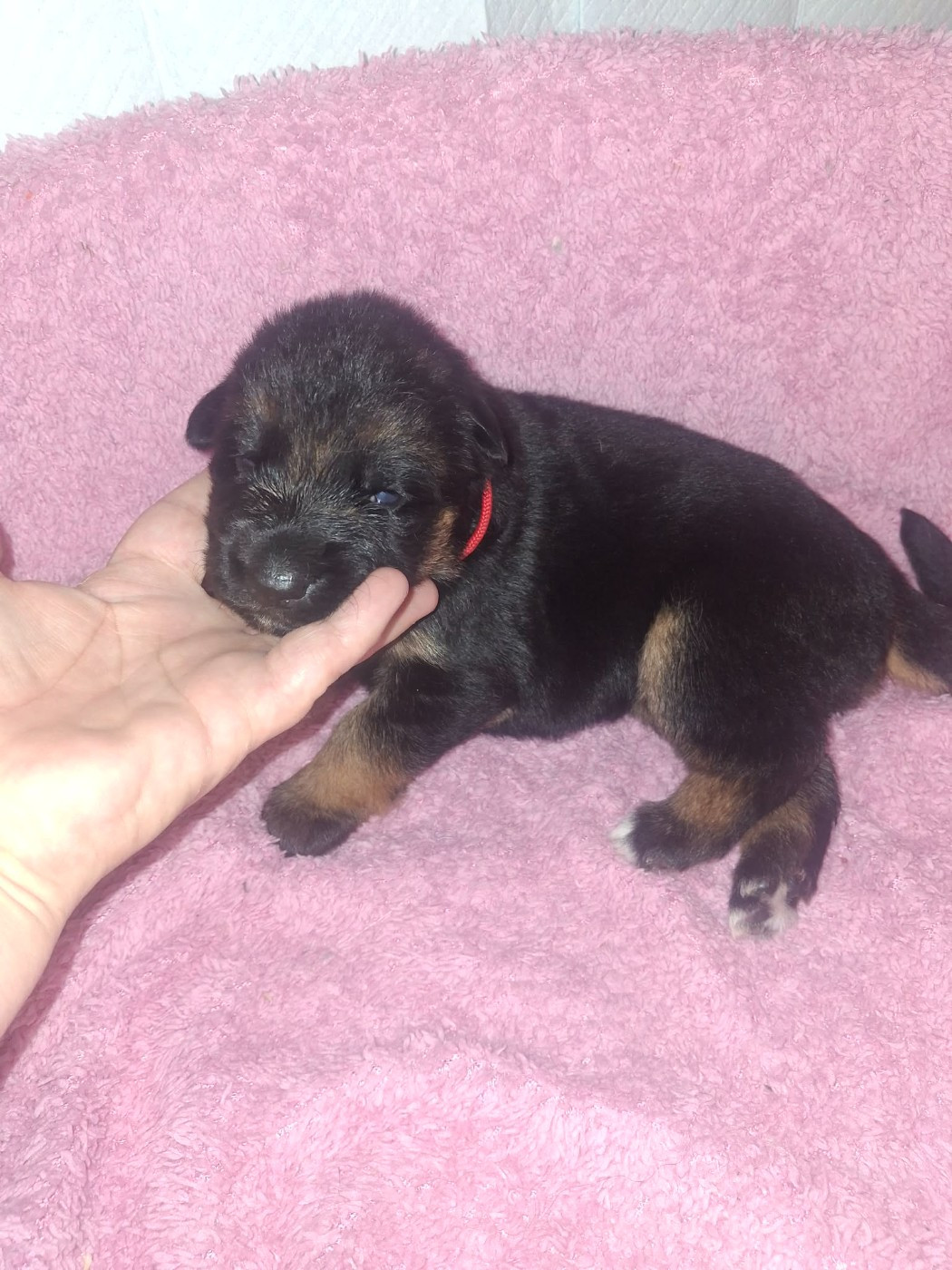 des flammes du mal - Chiots disponibles - Berger Allemand