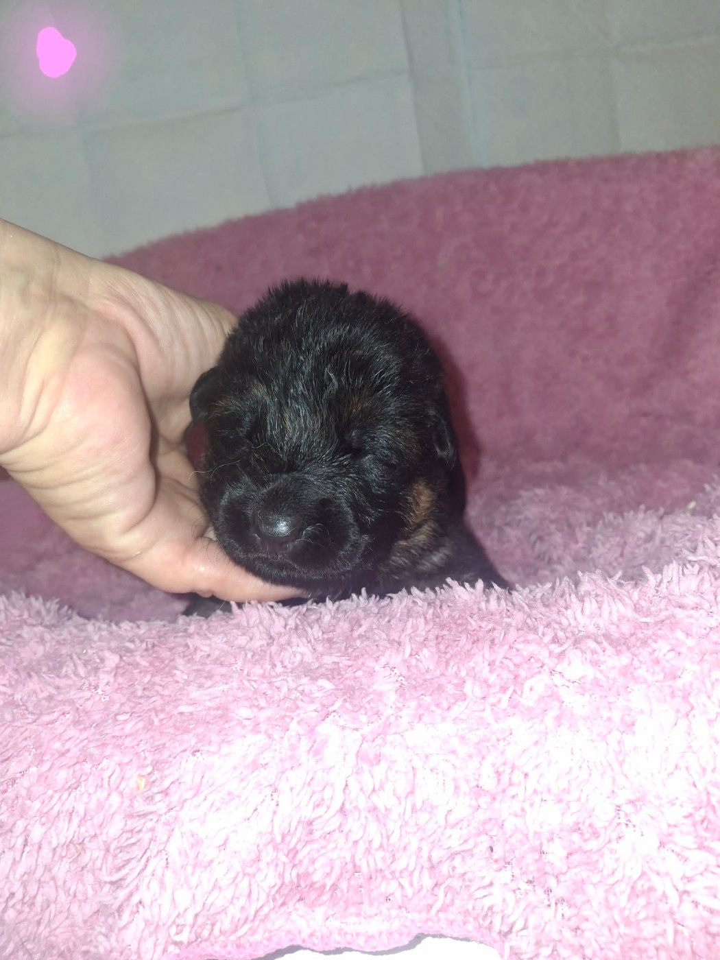 des flammes du mal - Chiots disponibles - Berger Allemand