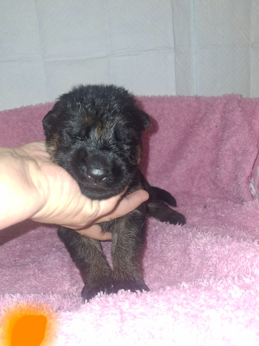 des flammes du mal - Chiots disponibles - Berger Allemand