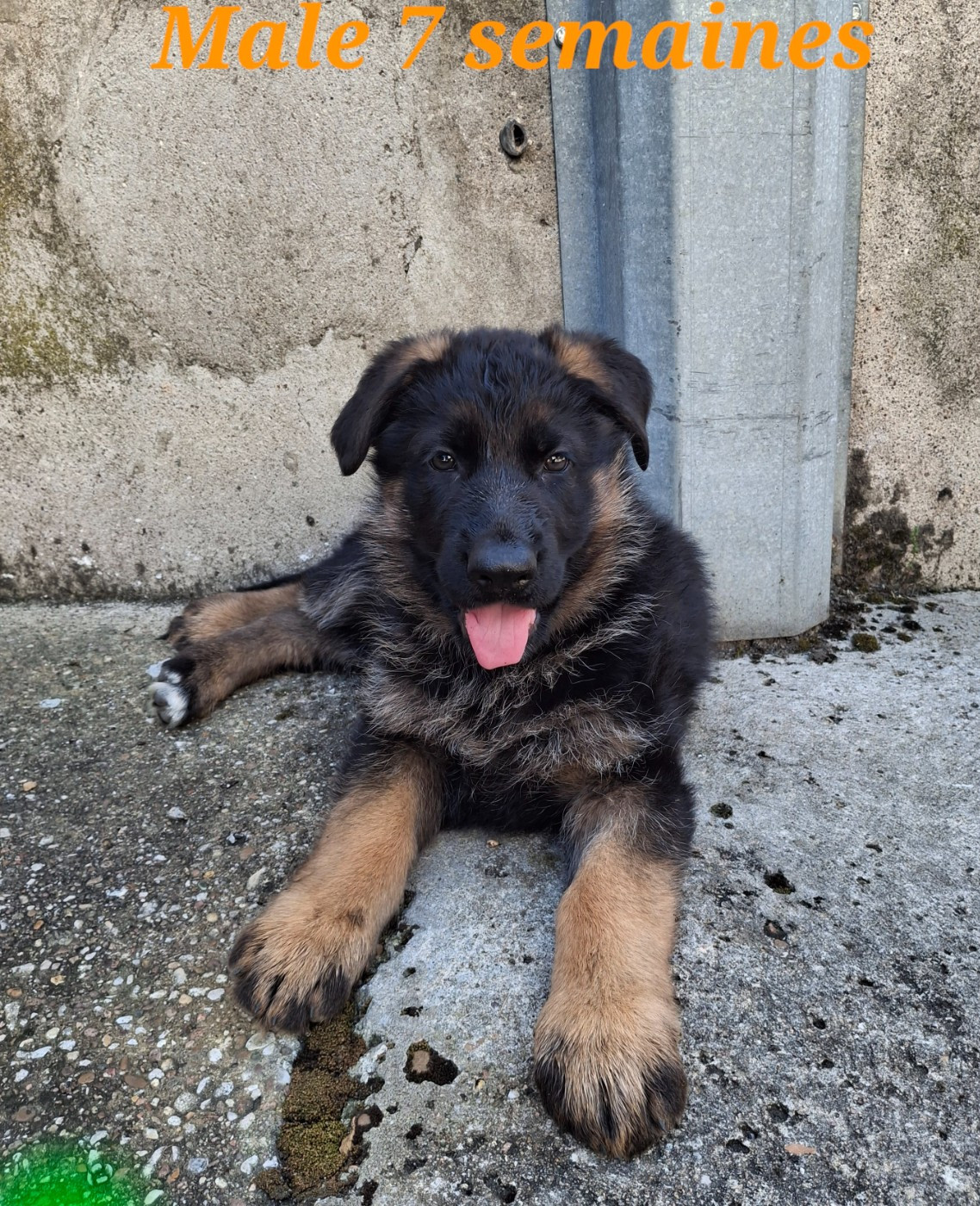 des flammes du mal - Chiots disponibles - Berger Allemand