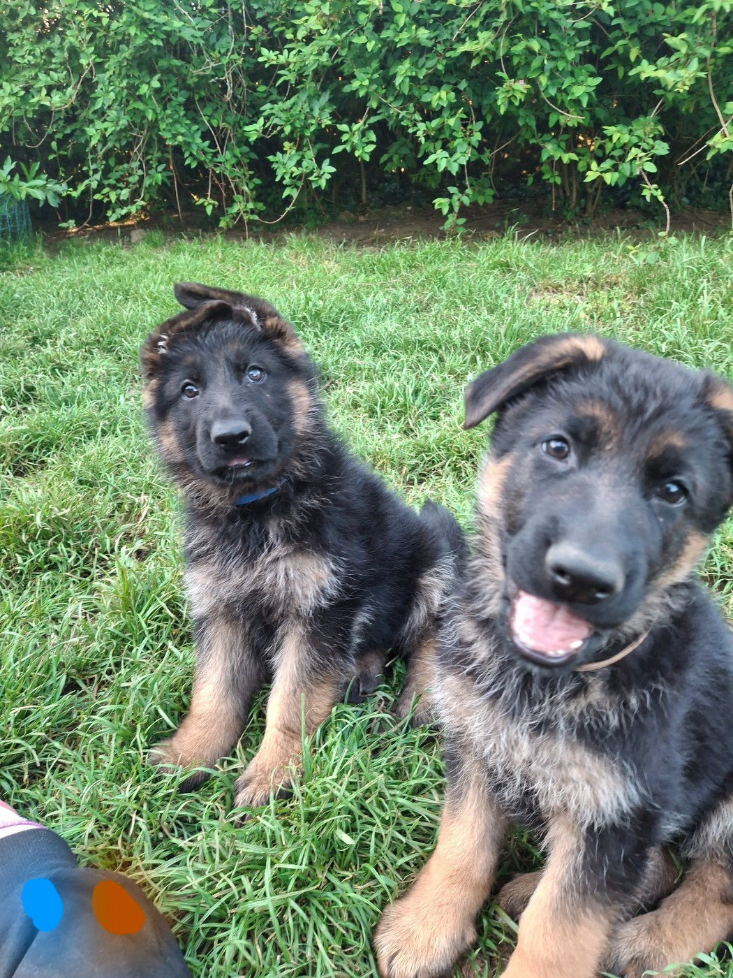 des flammes du mal - Chiots disponibles - Berger Allemand
