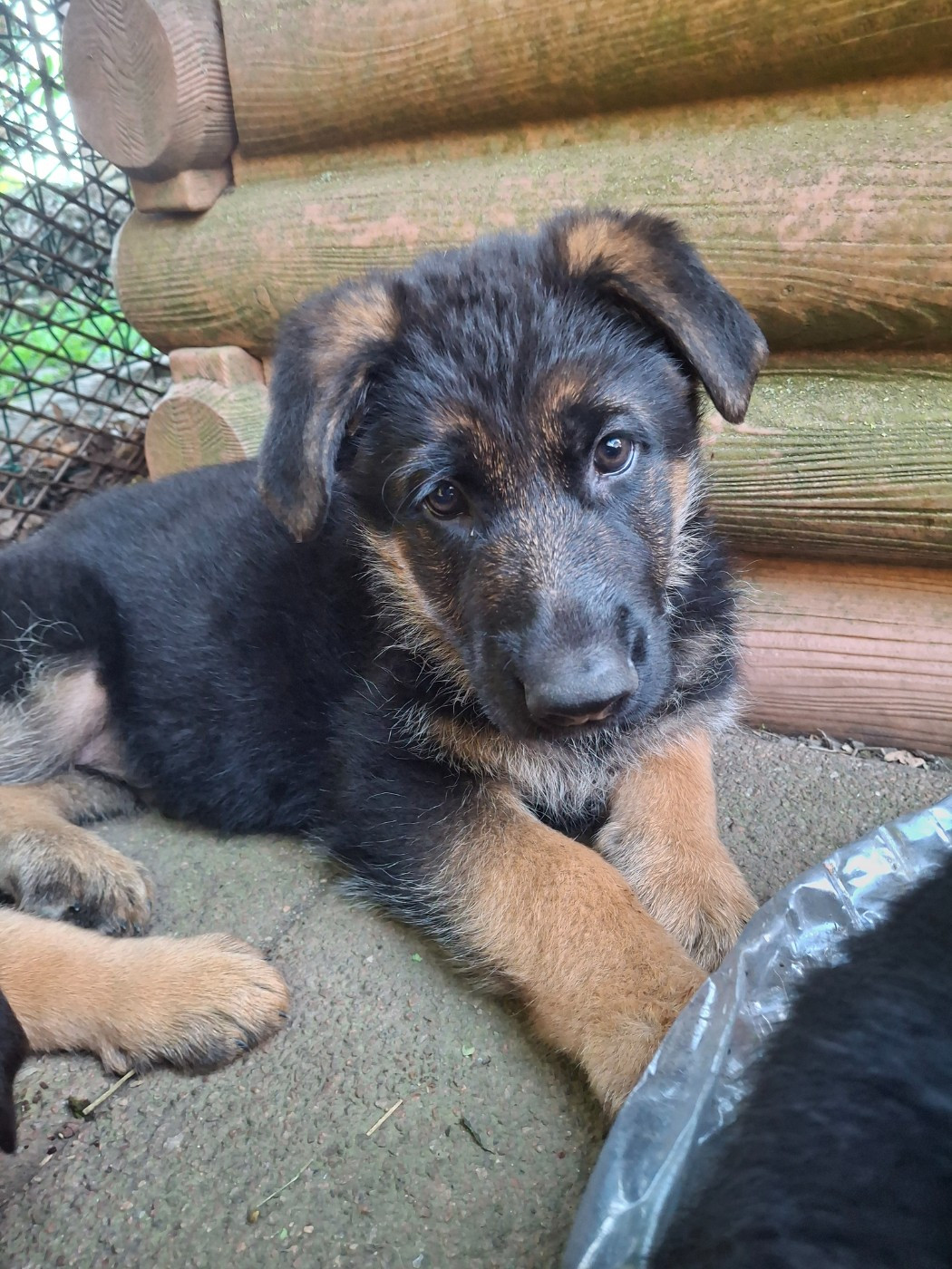 des flammes du mal - Chiots disponibles - Berger Allemand