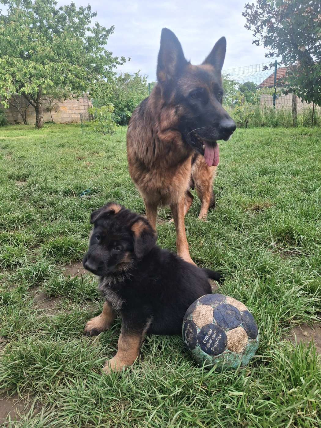 Chiot Berger Allemand des flammes du mal