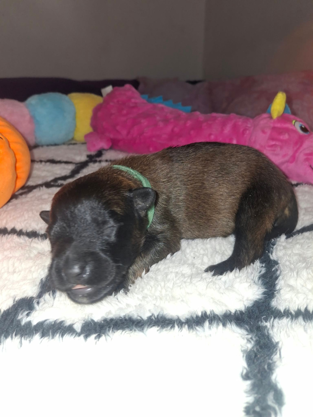 des flammes du mal - Chiots disponibles - Berger Belge