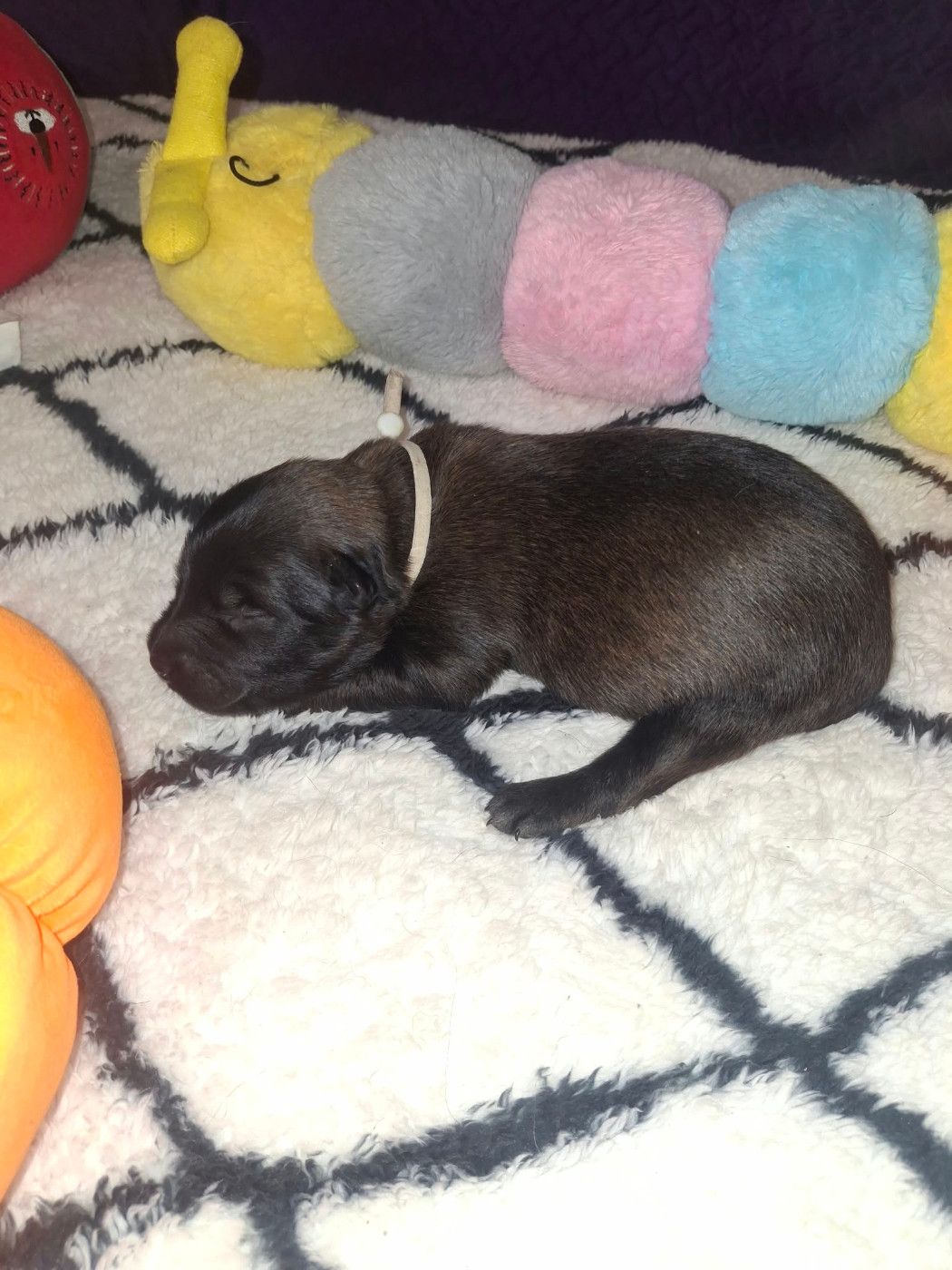 des flammes du mal - Chiots disponibles - Berger Belge