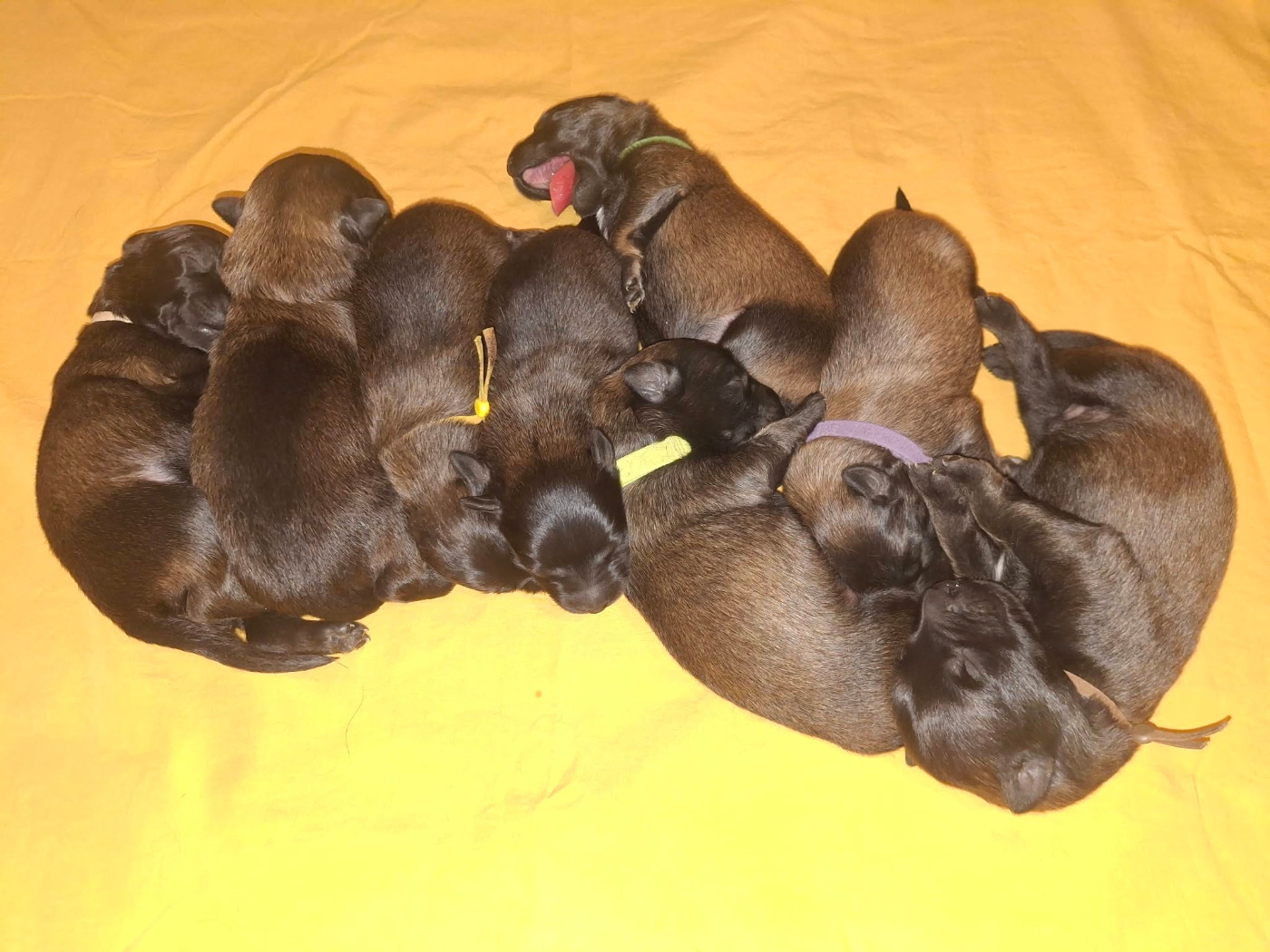 Chiot Berger Belge des flammes du mal