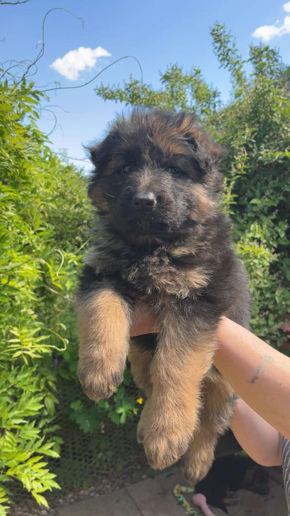 des flammes du mal - Chiots disponibles - Berger Allemand Poil Long