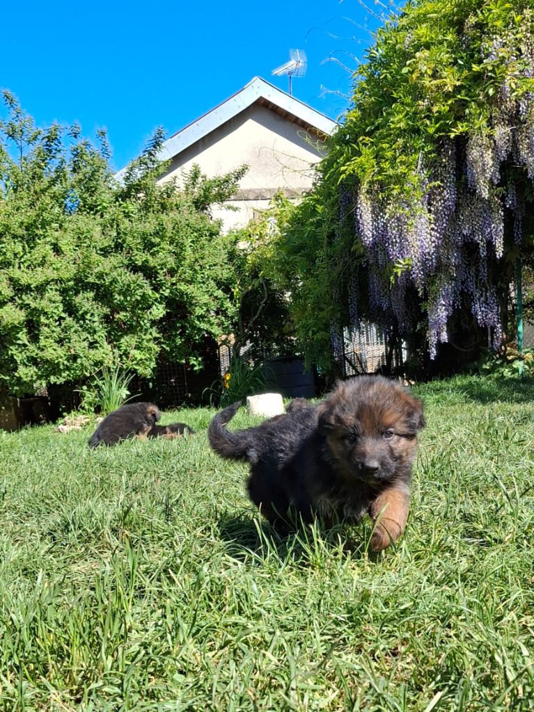 des flammes du mal - Chiots disponibles - Berger Allemand Poil Long