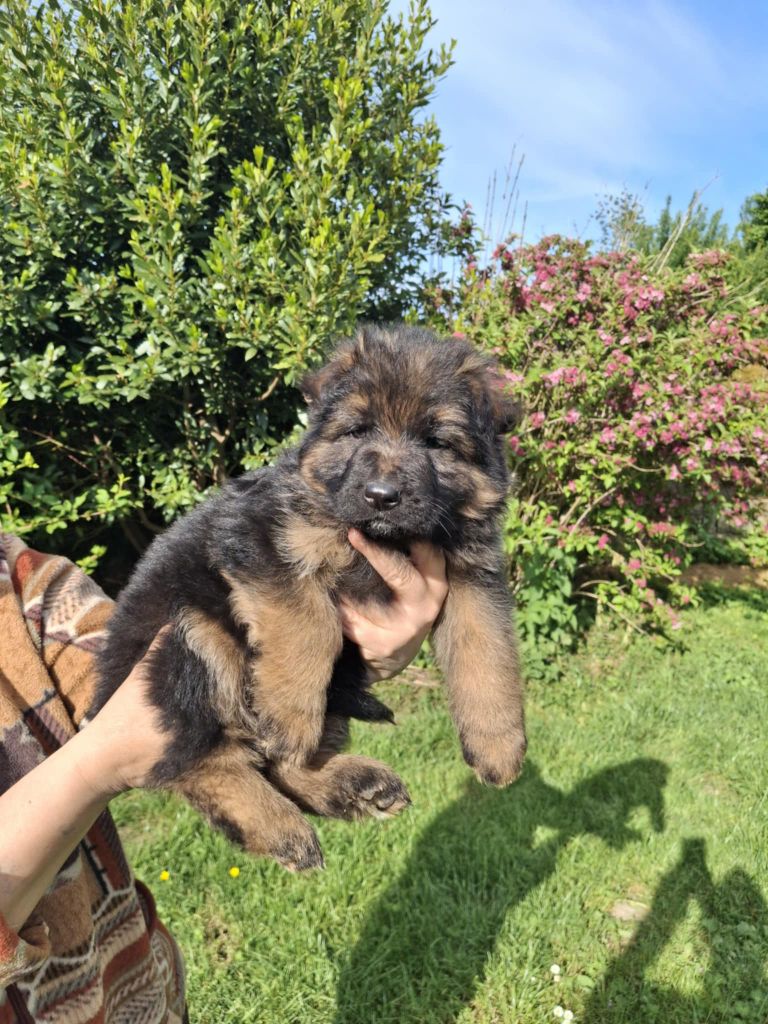 des flammes du mal - Chiots disponibles - Berger Allemand Poil Long