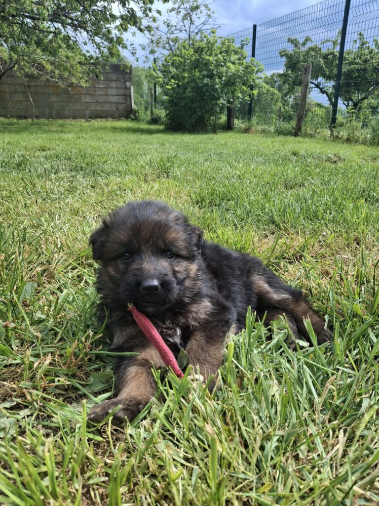 des flammes du mal - Chiots disponibles - Berger Allemand Poil Long