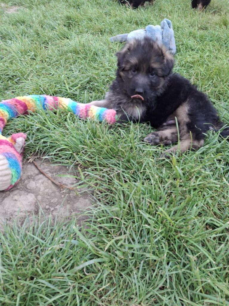 des flammes du mal - Chiots disponibles - Berger Allemand Poil Long