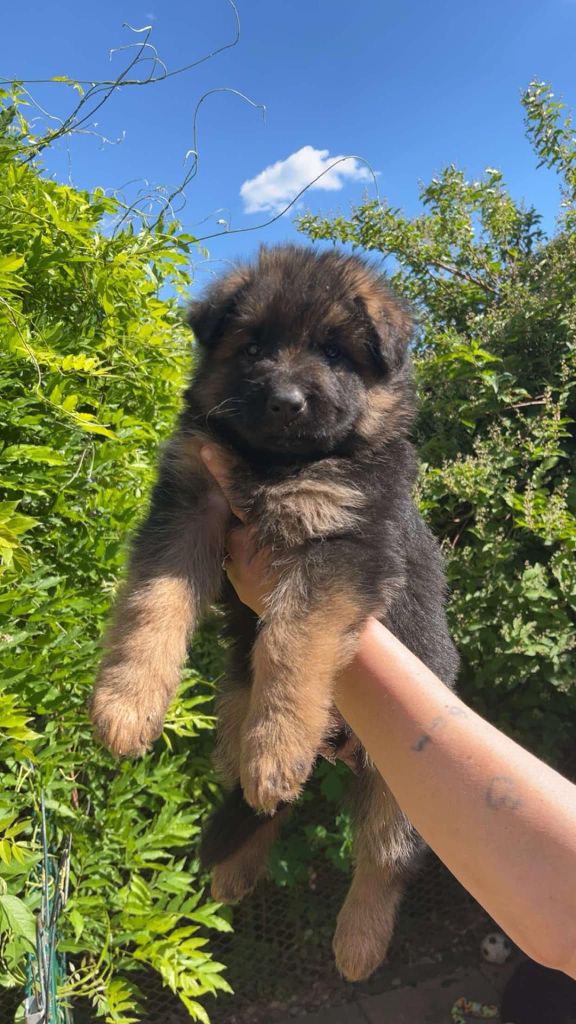 des flammes du mal - Chiots disponibles - Berger Allemand Poil Long