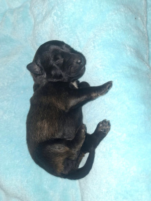 CHIOT 4