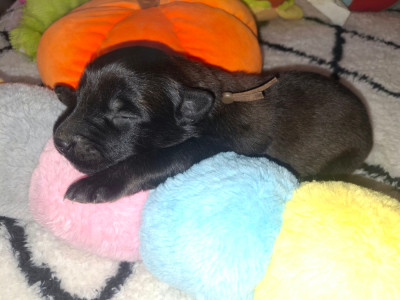 CHIOT 5