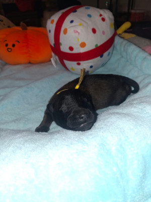 CHIOT 7