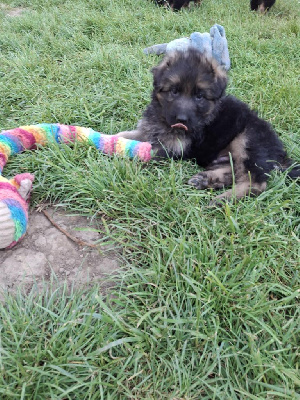 CHIOT 2