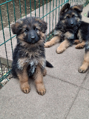 CHIOT 7