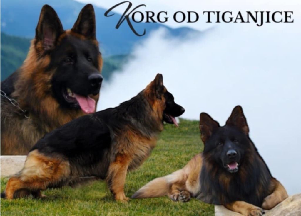 Chiot Berger Allemand Poil Long des flammes du mal