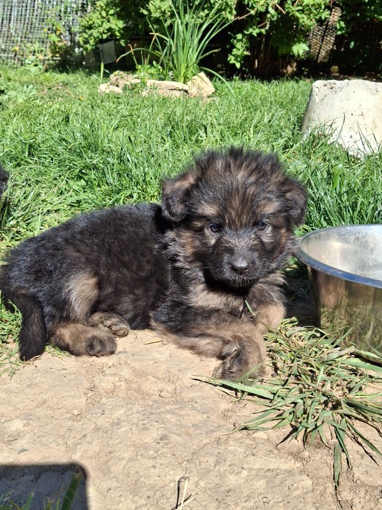 des flammes du mal - Chiots disponibles - Berger Allemand Poil Long