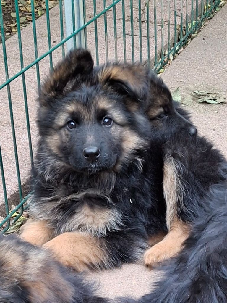 des flammes du mal - Chiots disponibles - Berger Allemand Poil Long
