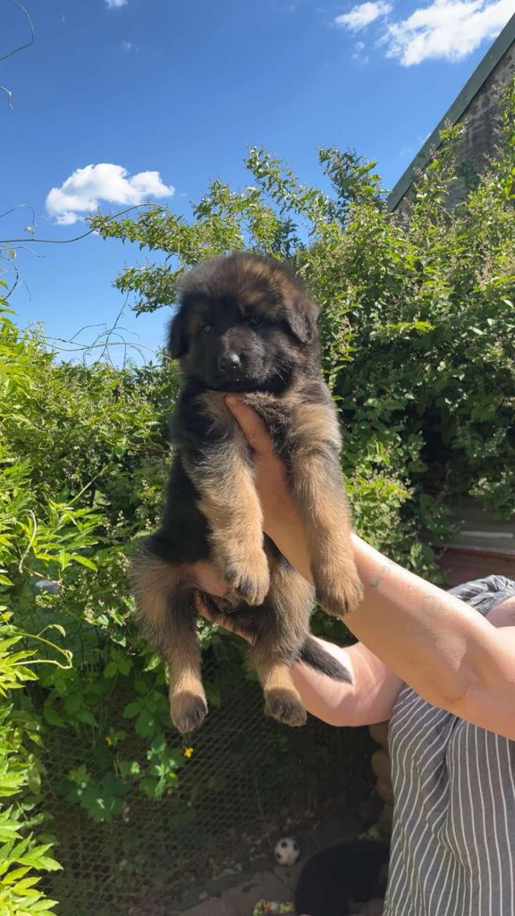des flammes du mal - Chiots disponibles - Berger Allemand Poil Long